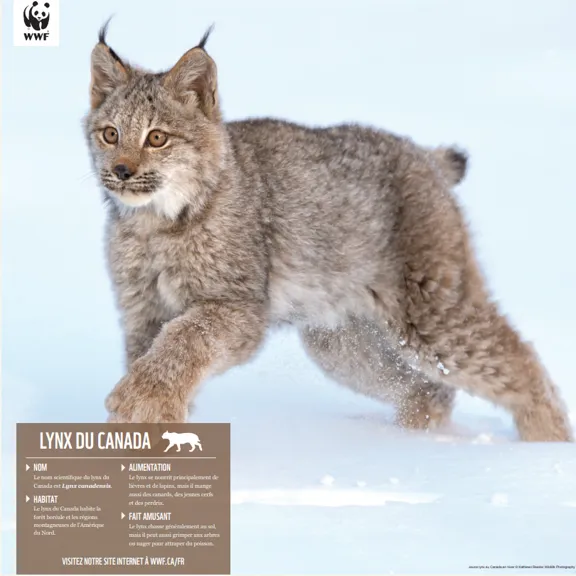 Lynx du Canada