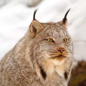 Lynx du Canada